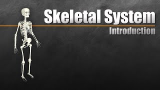 Introduction to the Skeletal System In 7 Minutes [upl. by Alcott]