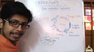 CRISPRCas9 Safeguarding Gene Drives [upl. by Aleina521]