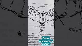 Female reproductive system [upl. by Azil]