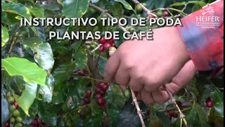 Instructivo Tipos de Poda de Café Coffee Plant Pruning Techniques Beyond Coffee Project [upl. by Manard553]