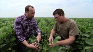 Illinois Soybean Farm  Americas Heartland [upl. by Rosario483]