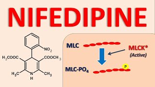 Nifedipine  Mechanism side effects and uses [upl. by Asfah]