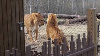 Liger vs tigon a terrifying clash of the massive mythical hybrids of lions and tigers [upl. by Spiro]