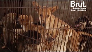 Chine  le festival de la viande de chien de Yulin [upl. by Alexandra]