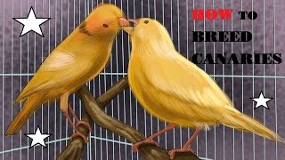 How to Breed Canaries [upl. by Oivalf637]