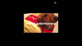 Perro salchicha gordo bachicha [upl. by Enitsugua]