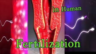 Fertilization 3D Animation [upl. by Lara981]