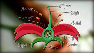 Flower Dissection  Reproduction in flowering plants [upl. by Seravat]