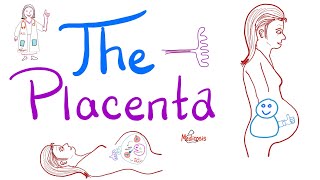 The Placenta  Structure and Function  Biology Anatomy and Physiology [upl. by Jobi]