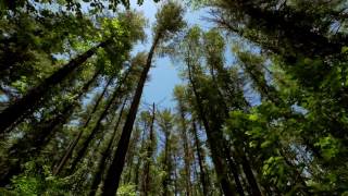 The Wind in the Trees  10 Hours of Natural White Noise [upl. by Ardeahp]