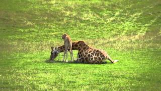 Baby giraffe cares for mum at Longleat [upl. by Asined462]