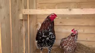 American Gamefowl Morgan whitehackles [upl. by Ydner]