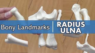 Bony Landmarks of the Radius and Ulna [upl. by Ebberta]