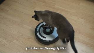 Cat shows HOW TO use iRobot Roomba Vacuum [upl. by Berglund]