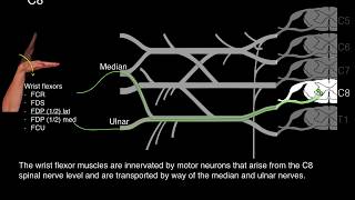 Myotomes and Peripheral nerves [upl. by Carberry73]