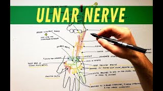 Ulnar Nerve  Anatomy Tutorial [upl. by Ynohtna]