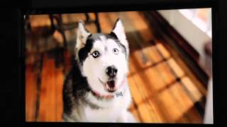 Purina Petfood Commercial Starring Mishka the Talking Husky [upl. by Marelya]