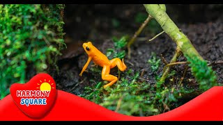 What are Reptiles  More Grades 25 Science on the Learning Videos Channel [upl. by Aleet]