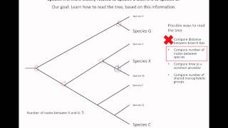 How to read an evolutionary tree [upl. by Bust]