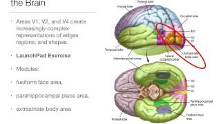 Types of Agnosia [upl. by Mohl]