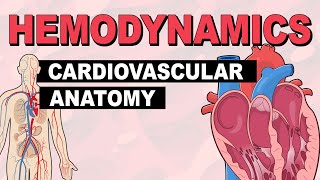 Cardiovascular System Anatomy  Hemodynamics Part 1 [upl. by Ssidnak]