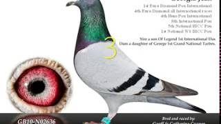 worlds top 10 racing pigeons [upl. by Oyam]