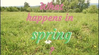 What happens in spring [upl. by Sophy]