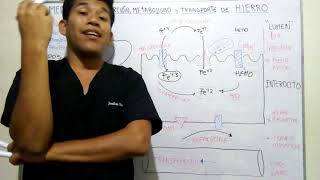 Absorción Metabolismo y Transporte de HIERRO FISIOLOGÍA [upl. by Hose687]