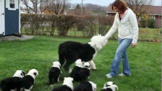 Old English Sheepdog Matilda and Her Puppies [upl. by Okubo474]