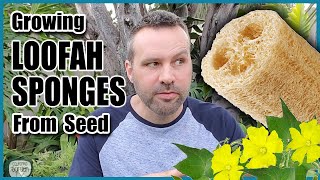 How to Grow Luffa  Loofah Sponges From Seed [upl. by Gerome]