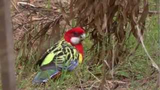 Eastern Rosellas [upl. by Eynobe]