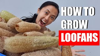 How to grow luffa loofah from seed [upl. by Enoch]