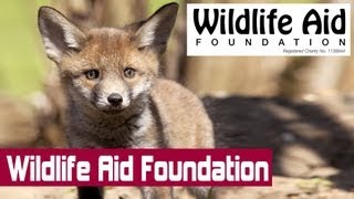 Who Are the Wildlife Aid Foundation [upl. by Favata]