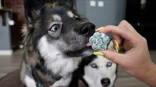 3 DIY Hacks To Clean Your Dogs Teeth [upl. by Rosio47]