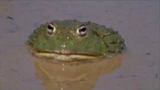 The African Bullfrog [upl. by Norty]