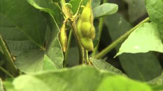 What are Soybeans quotAgriculture 101Americas Heartlandquot [upl. by Ibmab]