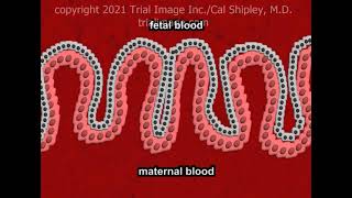 The Placenta Anatomy and Physiology [upl. by Lenrow915]