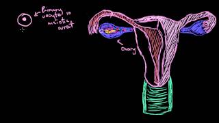 Khan Academy  Basics of Egg Development [upl. by Cannell384]