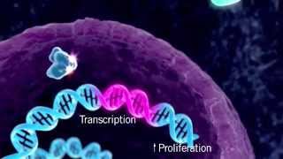 The HER Signaling Pathway [upl. by Ardel]