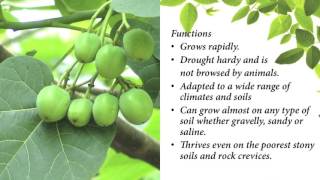 Jatropha Curcas adavi amudham [upl. by Salis]