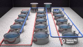 How Seafood is Farmed Recirculating Systems [upl. by Ellis543]