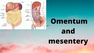 Omentum and mesentery [upl. by Suter258]