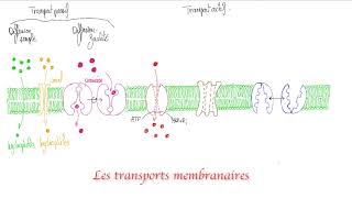 Les transports membranaires [upl. by Mook]