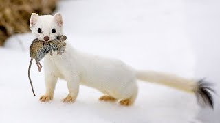 The Stoat  a fearless acrobat and rabbit hunter Interesting facts about Stoats [upl. by Birgit]