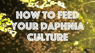 How To Feed Your Daphnia Culture [upl. by Menis]