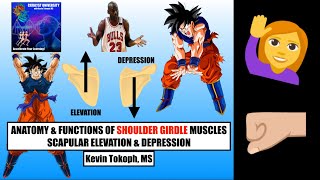 Anatomy amp Physiology of Scapular Elevation amp Depression [upl. by Nebuer]