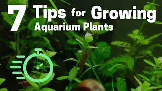 7 Tips for Growing Freshwater Plants in an Aquarium [upl. by Eustasius541]