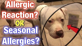 American bully SEASONAL ALLERGIES Or Allergic Reaction In dogs [upl. by Aratehs]