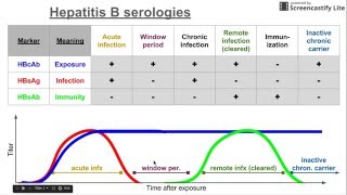 Hepatitis B Virus Serology [upl. by Keelby]