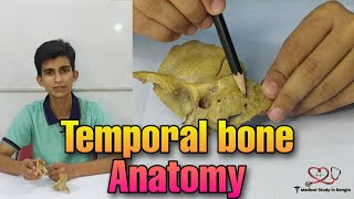 Temporal bone anatomy in bangla [upl. by Stutman]